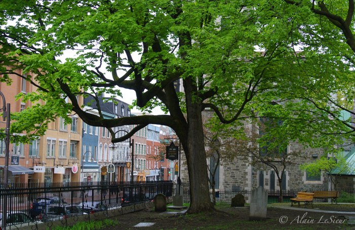 L'arbre du cimetière Saint-Mathew