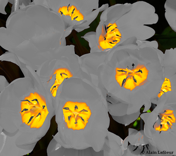 Coeurs de tulipes