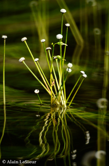 Bouquet d'ériocaulons